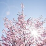 Sonne ins Herz